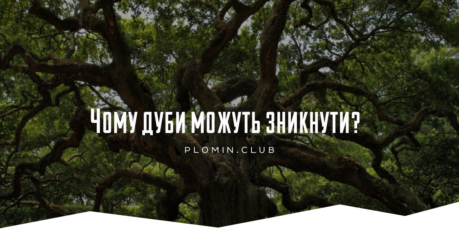Чому дуби можуть зникнути?